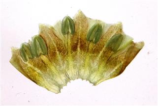  Stamens (corolla opened)